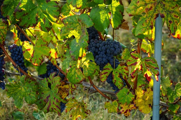 Weinberge rund um Barolo, Piemont - Italien — Stockfoto