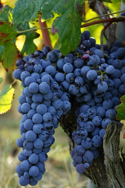 Vineyards around Barolo, Piedmont - Italy — Stock Photo, Image