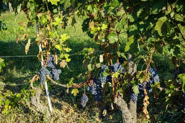 Vinhedos em torno de Barolo, Piemonte - Itália — Fotografia de Stock