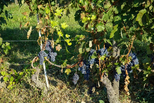 Szőlőültetvények, ezen a környéken: Barolo, Piemont - Olaszország — Stock Fotó