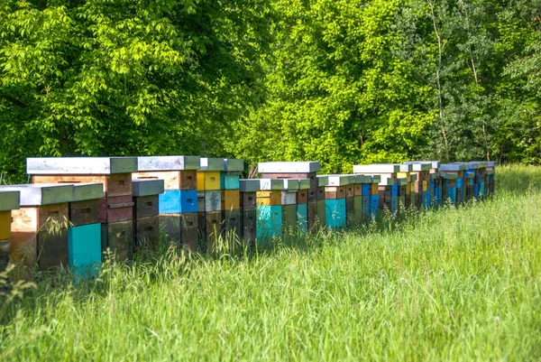 Bienenstock auf einer Wiese — Stockfoto