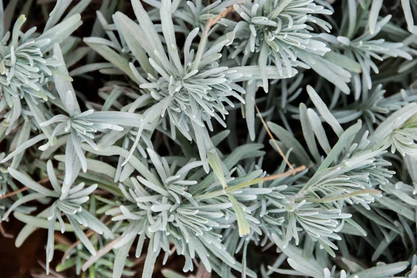Planta "Artemisia", planta perene — Fotografia de Stock