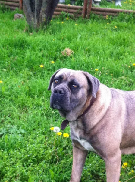 Hund auf einer grünen Wiese — Stockfoto