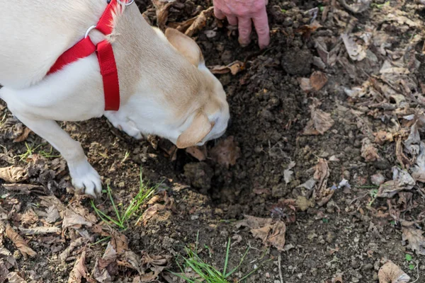 Genç truffle köpek Langhe, Piedmony - ela bir koru içinde ben