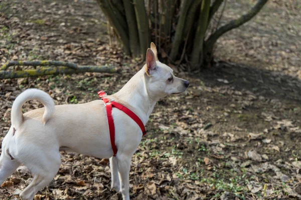 Ein junger Trüffelhund in einem Haselnusshain der Langhe, Piemont - — Stockfoto
