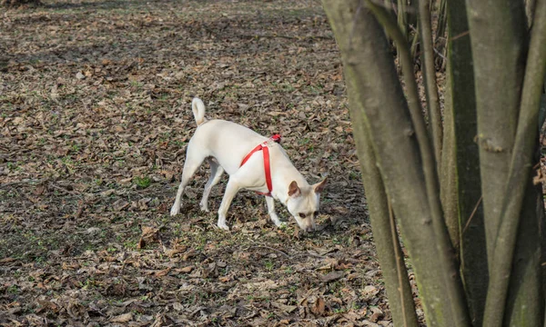 Egy fiatal szarvasgomba kutya-ban egy mogyoró grove a Langhe, Piedmony - én — Stock Fotó