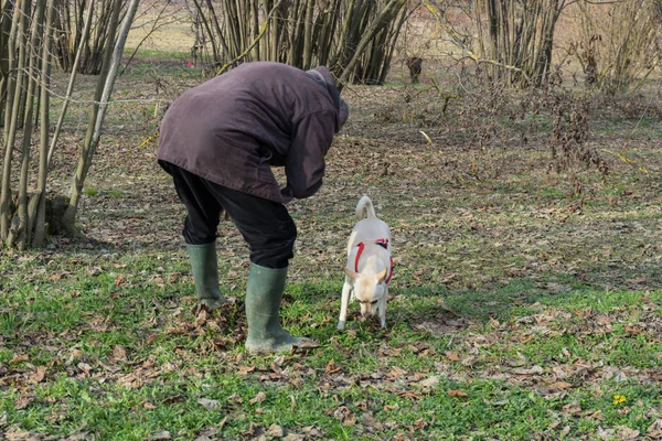 Genç truffle köpek Langhe, Piedmony - ela bir koru içinde ben