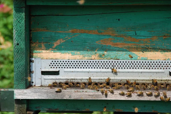 A beehive with bees that produce honey, pollen and royal jelly — Stock Photo, Image