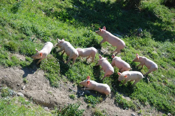 Alguns porcos livres em um prado — Fotografia de Stock