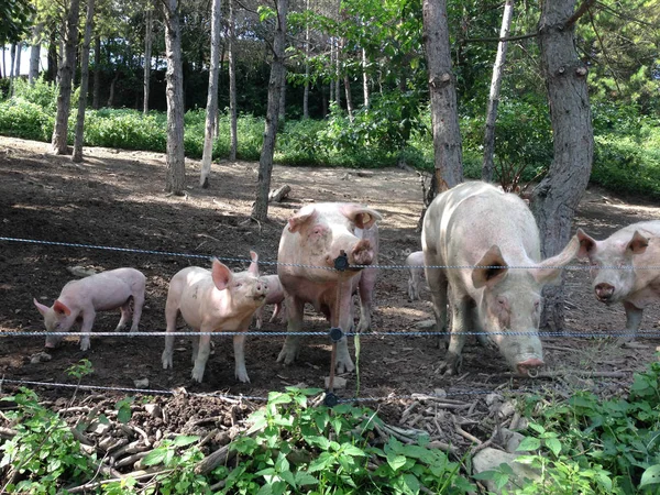 야외 숲 속에서에서 일부 돼지 — 스톡 사진