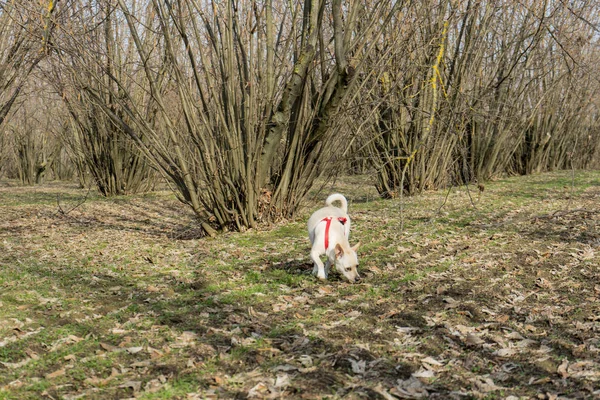 A young truffle dog in a hazel grove of the Langhe, Piedmony - I — Stock Image A young truffle dog in a hazel grove of the Langhe, Piedmony - I Stock Image