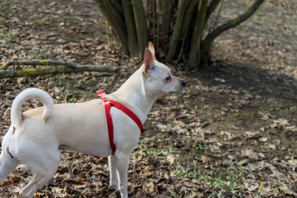 A young truffle dog in a hazel grove of the Langhe, Piedmony - I — Stock Image A young truffle dog in a hazel grove of the Langhe, Piedmony - I Royalty Free Stock Images