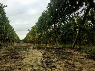 Langhe, bağ Piedmont - İtalya