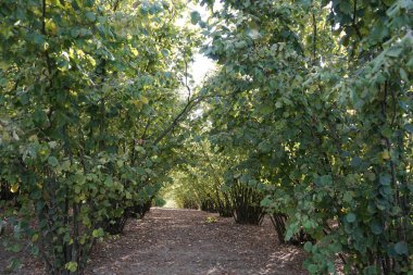 Fındık ile kapsadığı alan