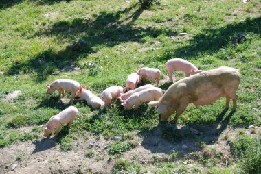 Yiyecek arayan bazı domuz yavruları