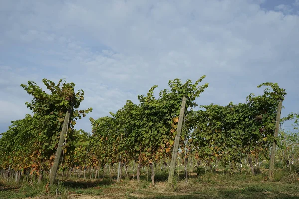 Viñedos alrededor de La Morra, Piamonte - Italia — Foto de Stock