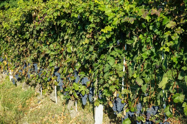 Виноградники вокруг Бароло, Пьемонт - Италия — стоковое фото