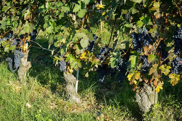 Viinitarhat Barolon ympärillä, Piemonte - Italia — kuvapankkivalokuva