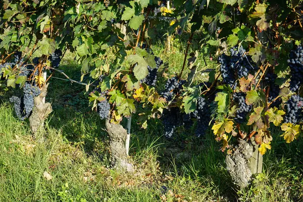 Αμπελώνες ολόγυρα Barolo, Πιεμόντε - Ιταλία — Φωτογραφία Αρχείου