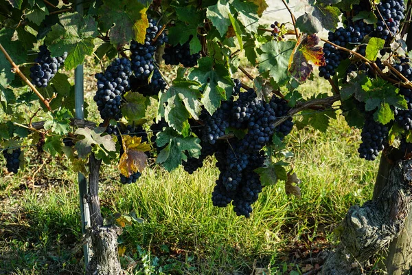 Vinhedos em torno de Barolo, Piemonte - Itália — Fotografia de Stock