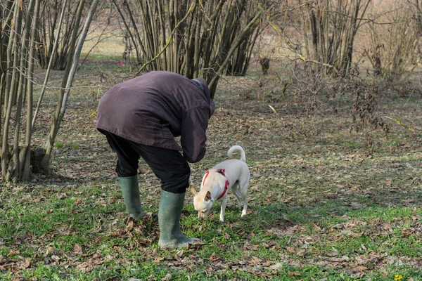 Молодий трюфель собака в ліщина grove Ланге, Piedmony - я — стокове фото