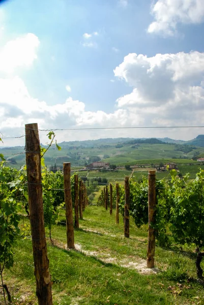 Langhe, üzüm bağları Piedmont - İtalya