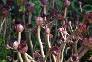 Aeonium arboreum bitki