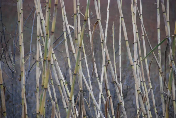 Bambu kamışı bir çayırda — Stok fotoğraf