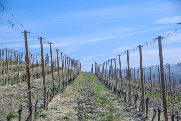 En vy över vingårdarna i Langhe, Piemonte - Italien — Stockfoto