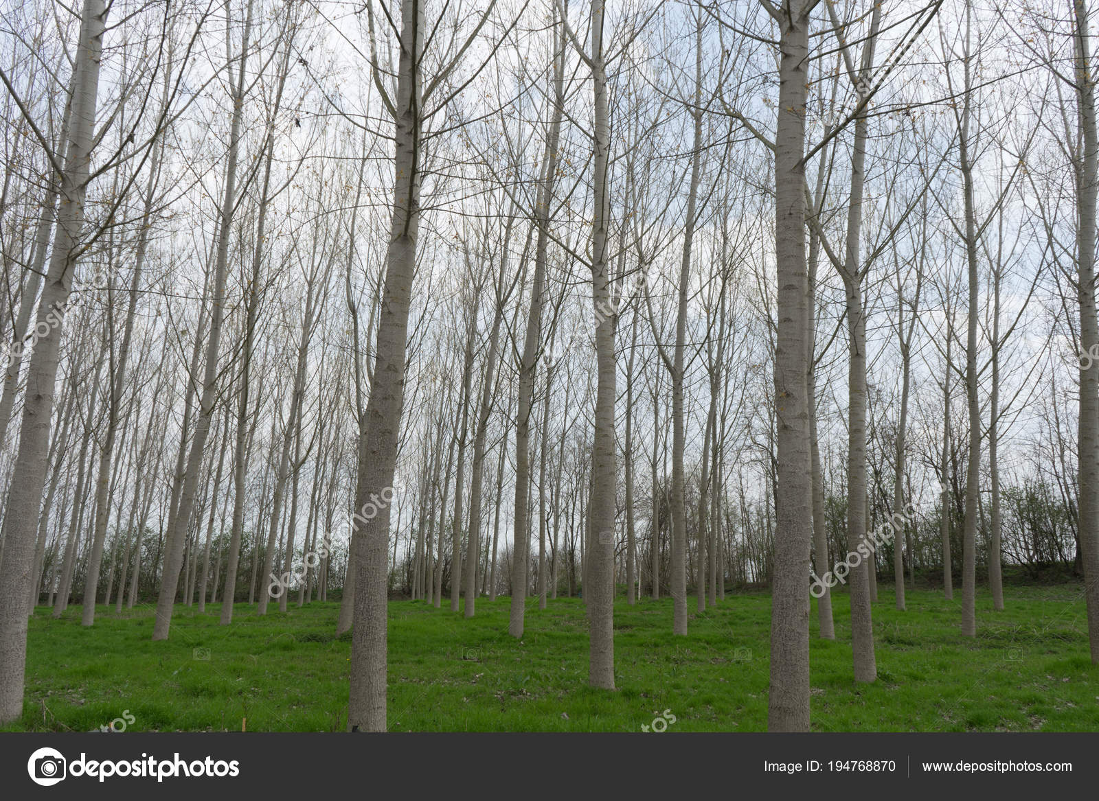 Prado Com Choupos Stock Photo C Myclicks 194768870