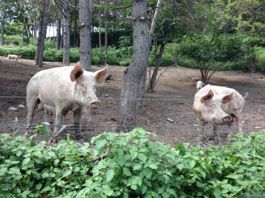 Domuzları ormanın içinde açık havada