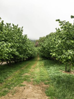 Langhe içinde fındık