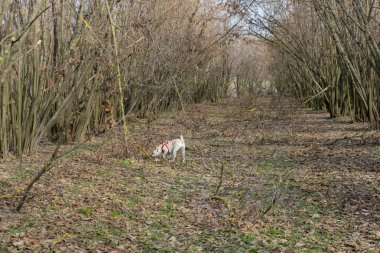 Genç truffle köpek Langhe, Piedmony - ela bir koru içinde ben