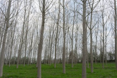 Kavak ağaçları ile çayır