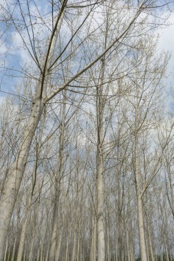 Kavak ağaçları ile çayır