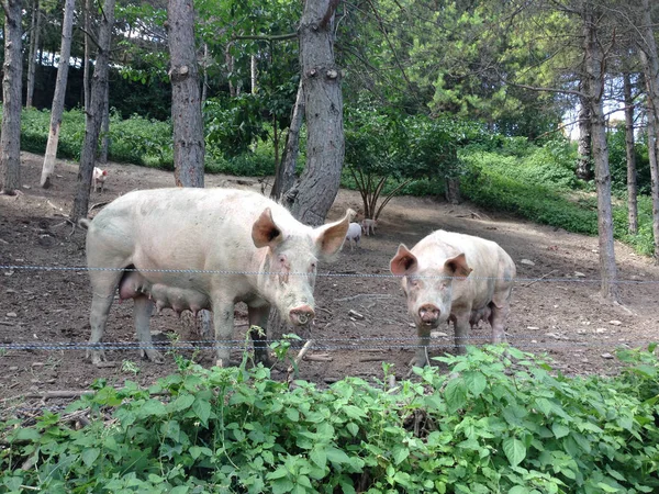 Some pigs outdoors in the woods — Stock Photo, Image