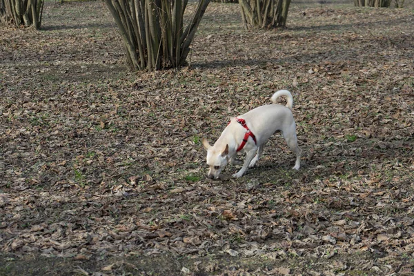 Egy fiatal szarvasgomba kutya-ban egy mogyoró grove a Langhe, Piedmony - én — Stock Fotó