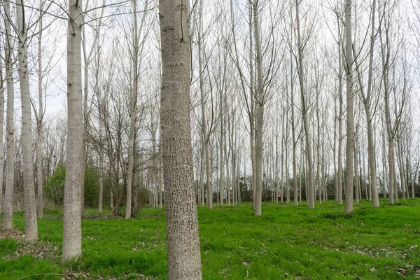 Álamos Prado Longo Rio Tanaro Alba Piemonte Itália — Fotografia de Stock