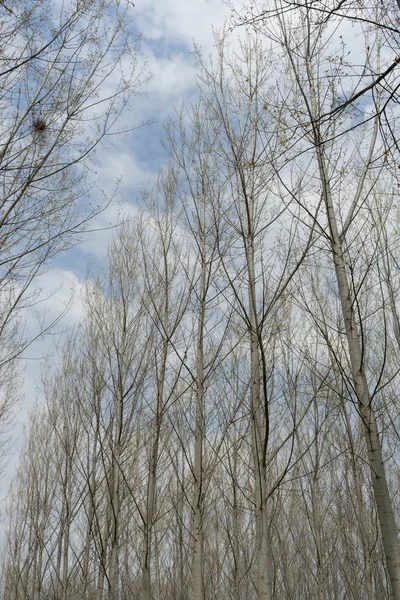 Kavak ağaçları ile çayır — Stok fotoğraf