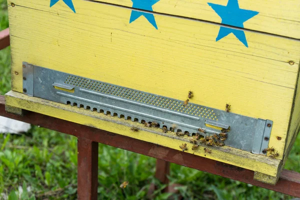 Méhek repülés arnia bejegyzés előtt — Stock Fotó