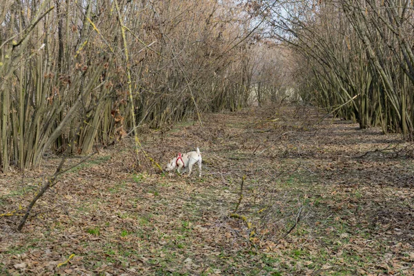 A young truffle dog in a hazel grove of the Langhe, Piedmony - I — Stock Image A young truffle dog in a hazel grove of the Langhe, Piedmony - I Stock Photo