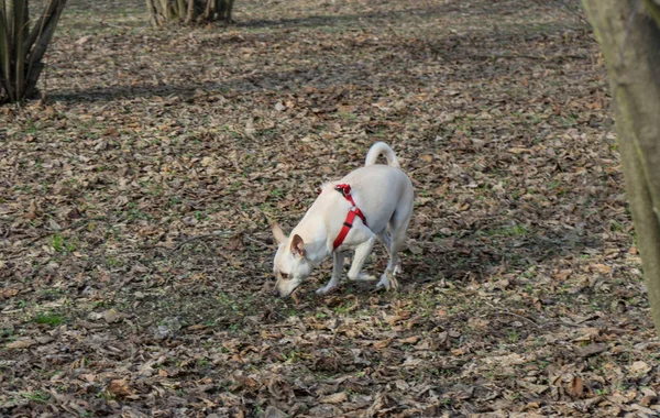 A young truffle dog in a hazel grove of the Langhe, Piedmony - I — Stock Image A young truffle dog in a hazel grove of the Langhe, Piedmony - I Royalty Free Stock Images