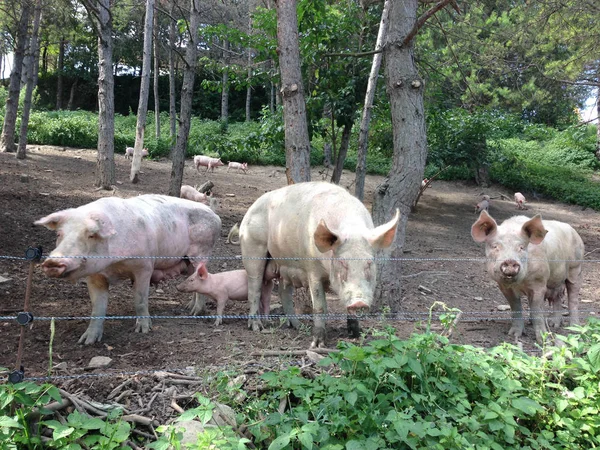 Some pigs outdoors in the woods — Stock Photo, Image
