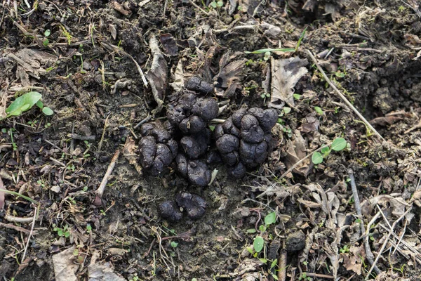 Wild boar poop — Stock Photo, Image