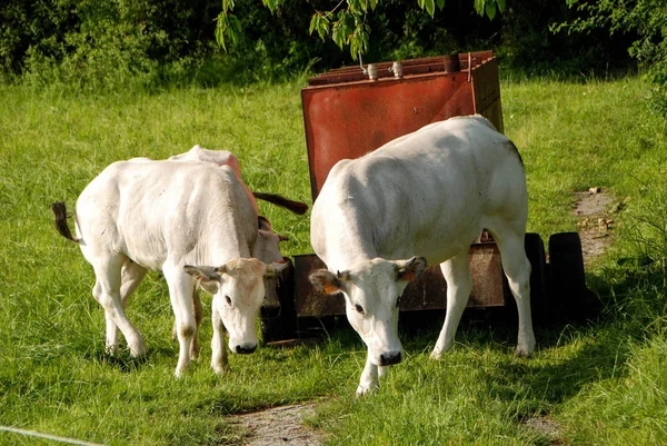 Pastagem de vacas — Fotografia de Stock