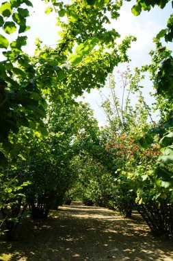 La Morra yakınlarındaki Langhe, Piedmont, İtalya 'da fındık tarlası olan tepe.