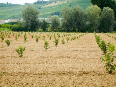 La Morra yakınlarındaki Langhe, Piedmont, İtalya 'da fındık tarlası olan tepe.