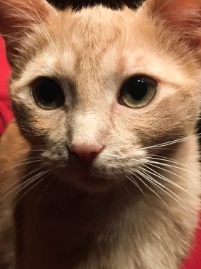 Genç kırmızı bir kedinin huzuru