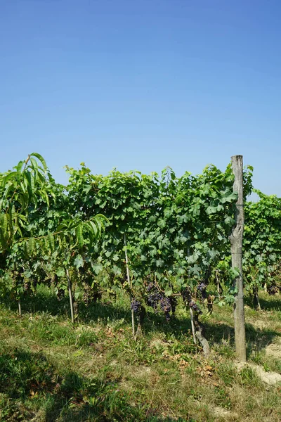 Uma Vinha Perto Morra Piemonte Itália — Fotografia de Stock