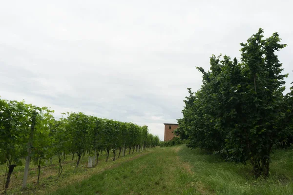 モンテチェッロ ダルバ近くの丘のブドウ畑とヘーゼルナッツ ピエモンテ イタリア — ストック写真